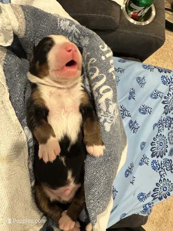 Liam – Bernese Mountain Dog puppy for sale in Belpre, OH