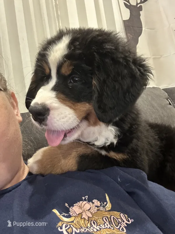 Daisy – Bernese Mountain Dog puppy on hold in Belpre, OH
