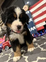  AKC Stella , a female Bernese Mountain Dog for sale in Belpre, OH – 4 of 5