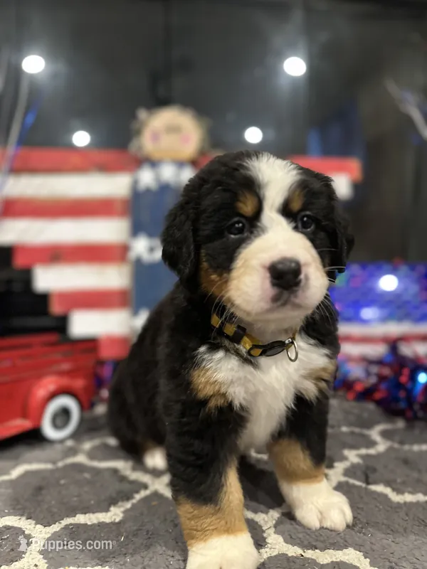  AKC  Ruby – Bernese Mountain Dog puppy for sale in Belpre, OH