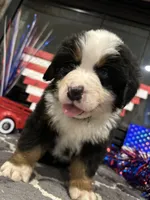  AKC  Dixson, a male Bernese Mountain Dog for sale in Belpre, OH – 9 of 9