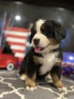  AKC Sophie, a female Bernese Mountain Dog for sale in Belpre, OH – 7 of 8