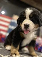  AKC Sophie, a female Bernese Mountain Dog for sale in Belpre, OH – 3 of 8