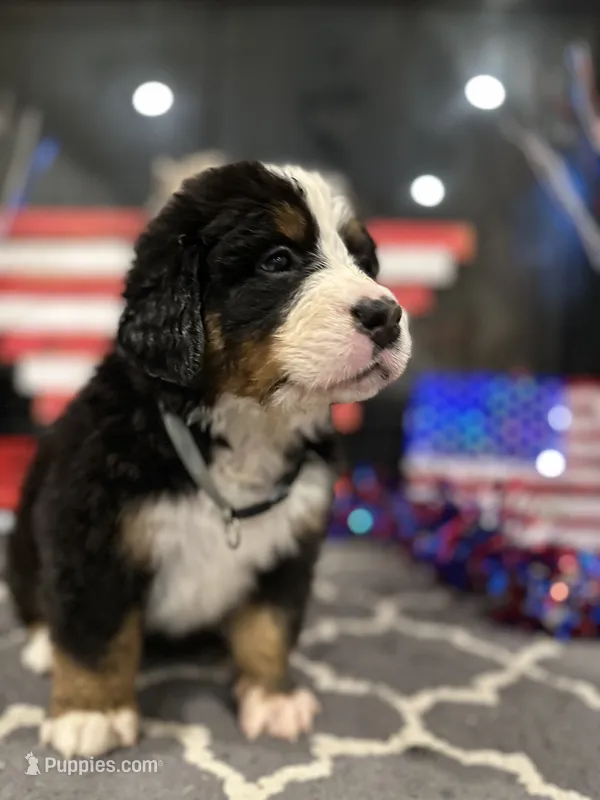 Dixson AKC – Bernese Mountain Dog puppy for sale in Belpre, OH