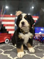  AKC  Ruby, a female Bernese Mountain Dog for sale in Belpre, OH – 4 of 5