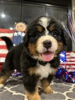   AKC Ellie, a male Bernese Mountain Dog for sale in Belpre, OH – 8 of 8