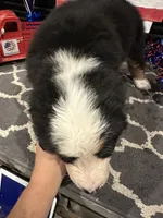   AKC Harper, a female Bernese Mountain Dog for sale in Belpre, OH – 3 of 7