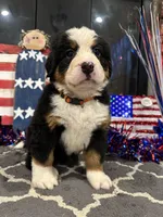   AKC Harper, a female Bernese Mountain Dog for sale in Belpre, OH – 5 of 7