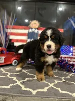   AKC Ellie, a male Bernese Mountain Dog for sale in Belpre, OH – 2 of 8