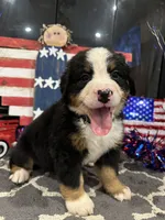 AKC  River  , a male Bernese Mountain Dog for sale in Belpre, OH – 4 of 5