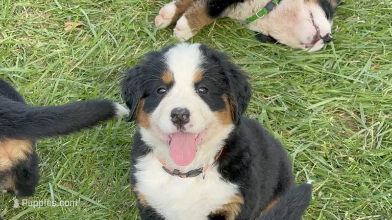   AKC Harper – Bernese Mountain Dog puppy for sale in Belpre, OH