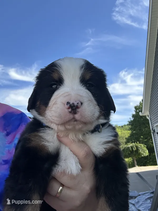 Nora Jade  AKC – Bernese Mountain Dog puppy for sale in Belpre, OH