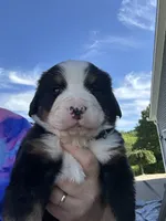 Nora Jade  AKC, a male Bernese Mountain Dog for sale in Belpre, OH – 1 of 1