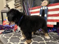 AKC  River  , a male Bernese Mountain Dog for sale in Belpre, OH – 2 of 5