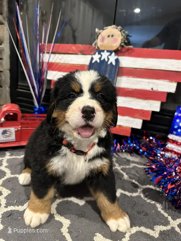  AKC Stella  – Bernese Mountain Dog puppy for sale in Belpre, OH