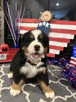  AKC Stella , a female Bernese Mountain Dog for sale in Belpre, OH – 1 of 5