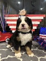 AKC  River  , a male Bernese Mountain Dog for sale in Belpre, OH – 3 of 5