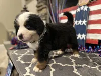 AKC  Dixson, a male Bernese Mountain Dog for sale in Belpre, OH – 7 of 9
