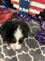  AKC Stella , a female Bernese Mountain Dog for sale in Belpre, OH – 5 of 5