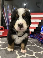  AKC  Finn, a male Bernese Mountain Dog for sale in Belpre, OH – 4 of 8