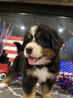   AKC Ellie, a male Bernese Mountain Dog for sale in Belpre, OH – 6 of 8