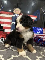AKC  River  , a male Bernese Mountain Dog for sale in Belpre, OH – 5 of 5