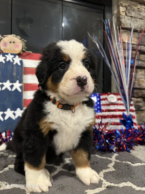   AKC Harper – Bernese Mountain Dog puppy for sale in Belpre, OH
