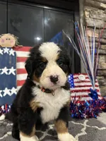   AKC Harper, a female Bernese Mountain Dog for sale in Belpre, OH – 7 of 7