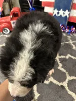  AKC  Finn, a male Bernese Mountain Dog for sale in Belpre, OH – 6 of 8