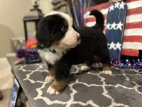  AKC  Dixson, a male Bernese Mountain Dog for sale in Belpre, OH – 4 of 9