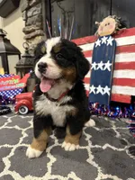  AKC Stella , a female Bernese Mountain Dog for sale in Belpre, OH – 2 of 5