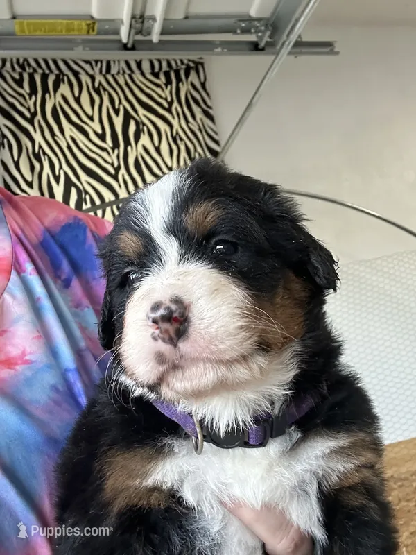 Dixson AKC – Bernese Mountain Dog puppy for sale in Belpre, OH
