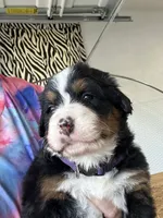 Dixson AKC, a male Bernese Mountain Dog for sale in Belpre, OH – 1 of 1