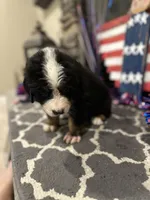  AKC  Finn, a male Bernese Mountain Dog for sale in Belpre, OH – 5 of 8