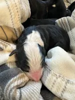 Liam, a male Bernese Mountain Dog for sale in Belpre, OH – 2 of 3