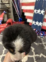  AKC  Ruby, a female Bernese Mountain Dog for sale in Belpre, OH – 3 of 5