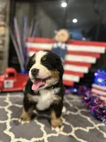  AKC Sophie, a female Bernese Mountain Dog for sale in Belpre, OH – 2 of 8