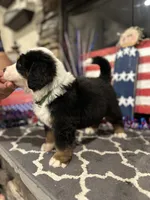  AKC  Dixson, a male Bernese Mountain Dog for sale in Belpre, OH – 8 of 9