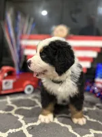  AKC  Dixson, a male Bernese Mountain Dog for sale in Belpre, OH – 3 of 9