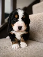 Lucy Mae  AKC, a female Bernese Mountain Dog for sale in Belpre, OH – 1 of 2