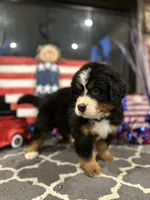   AKC Ellie, a male Bernese Mountain Dog for sale in Belpre, OH – 3 of 8