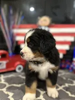  AKC  Ruby, a female Bernese Mountain Dog for sale in Belpre, OH – 2 of 5