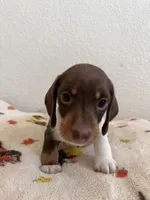 Luismi, a male Miniature Dachshund for sale in Los Angeles, CA – 4 of 5