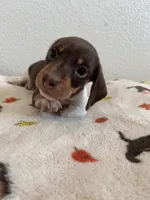 Luismi, a male Miniature Dachshund for sale in Los Angeles, CA – 2 of 5