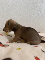 Mocha, a female Miniature Dachshund for sale in Los Angeles, CA – 3 of 5