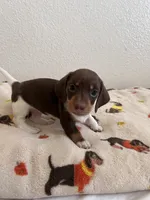 Luismi, a male Miniature Dachshund for sale in Los Angeles, CA – 3 of 5
