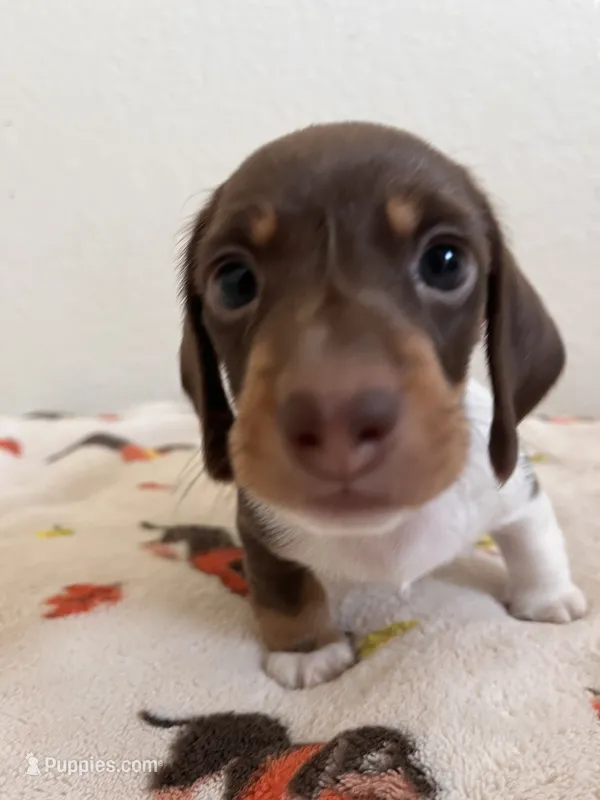 Luismi – Miniature Dachshund puppy for sale in Los Angeles, CA