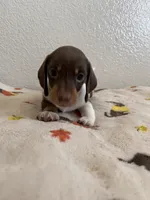Luismi, a male Miniature Dachshund for sale in Los Angeles, CA – 5 of 5