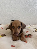 Mocha, a female Miniature Dachshund for sale in Los Angeles, CA – 2 of 5