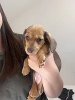 Mocha, a female Miniature Dachshund for sale in Los Angeles, CA – 5 of 5